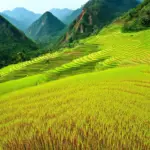 Mu Cang Chai rice fields